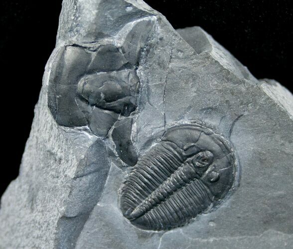 Elrathia Trilobite In Matrix #6352